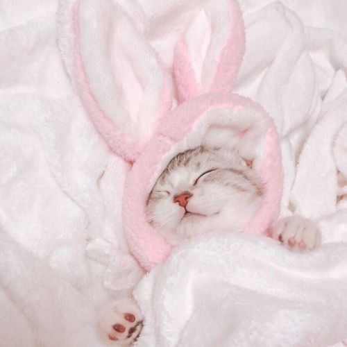 有哪些很棒卻沒有加文字的表情包